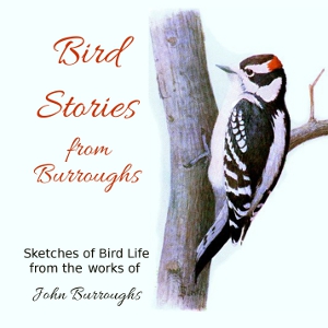 Аудіокнига Bird Stories from Burroughs