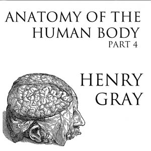Аудіокнига Anatomy of the Human Body, Part 4 (Gray's Anatomy)