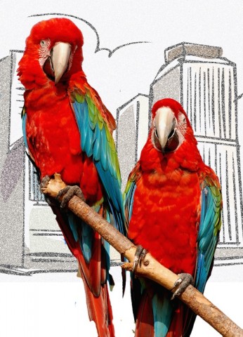 Audiobook Astropup: Which Parrot?