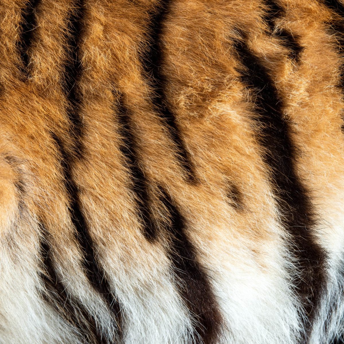 Аудіокнига The Jungle Book, Tiger Tiger, Part 2