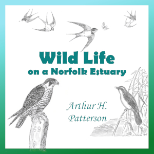 Аудіокнига Wild Life on a Norfolk Estuary