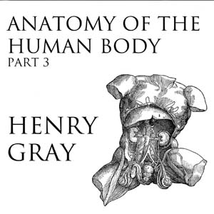 Аудіокнига Anatomy of the Human Body, Part 3 (Gray's Anatomy)