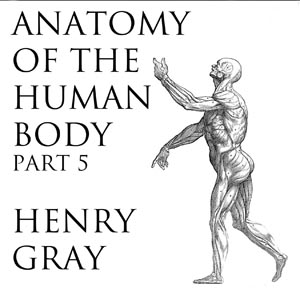 Аудіокнига Anatomy of the Human Body, Part 5 (Gray's Anatomy)